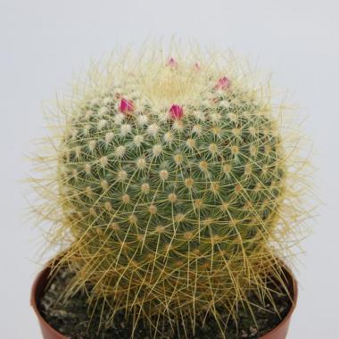 Mammillaria pringlei
